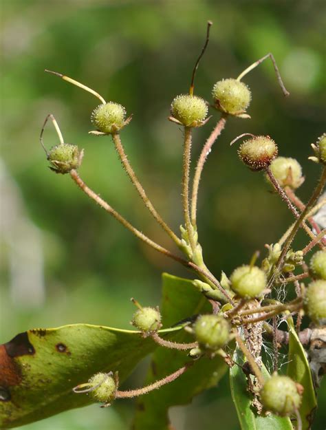 Mountain laurel | Identify that Plant