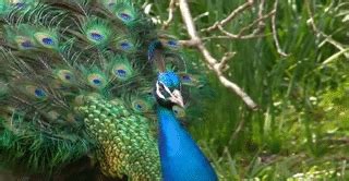 Pfau 32 Beautiful Peacock Walking GIF Animation