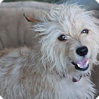 Norwalk, CT - Norfolk Terrier/Poodle (Miniature) Mix. Meet Delaney a Dog for Adoption.