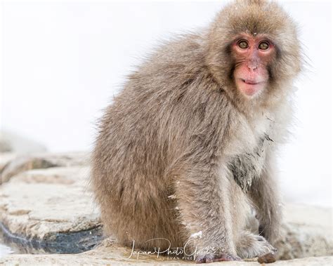 2018 Winter Wildlife Tour of Japan | Japanese Snow Monkeys | Japan Photo Guide