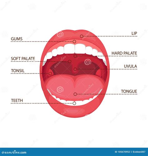 Mouth Anatomy Vector Illustration | CartoonDealer.com #24267570