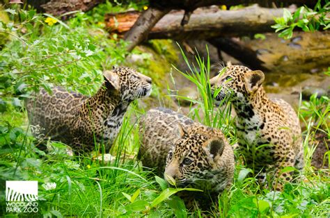 Woodland Park Zoo Blog: Jaguar cubs take first practice steps outside