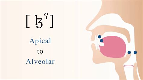 [ ɮˁ ] voiced pharyngealized apical alveolar lateral fricative - YouTube