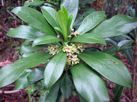 November's Weed of the Month: Spurge Laurel - WeedWise Program