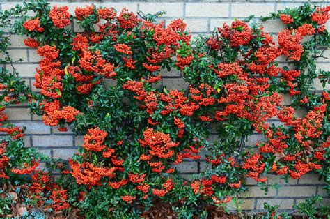 Firethorn Pyracantha Berries Free Stock Photo - Public Domain Pictures