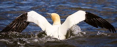 Migration routes and winter habitats of northern gannet, red-throated loon, and surf scoter ...