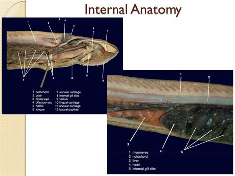 Lamprey Anatomy Diagram