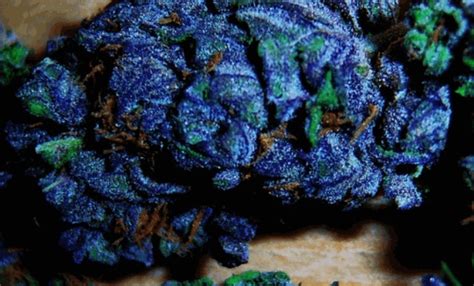 Blueberry Yum Yum | Marijuana Strain Reviews | AllBud