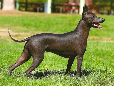 Xoloitzcuintli (Mexican Hairless) Info, Temperament, Puppies, Pictures