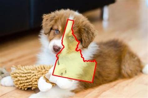 9 Top Australian Shepherd Breeders in Idaho: Prices of Their Puppies.