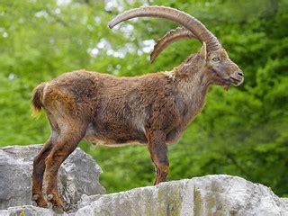 Proud ibex standing | Profile view of a male ibex standing o… | Tambako The Jaguar | Flickr