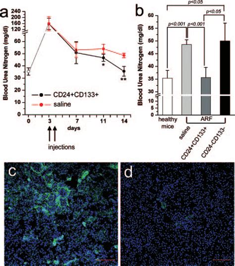 CD24 CD133 cells protect glycerol-treated mice from renal structure and ...