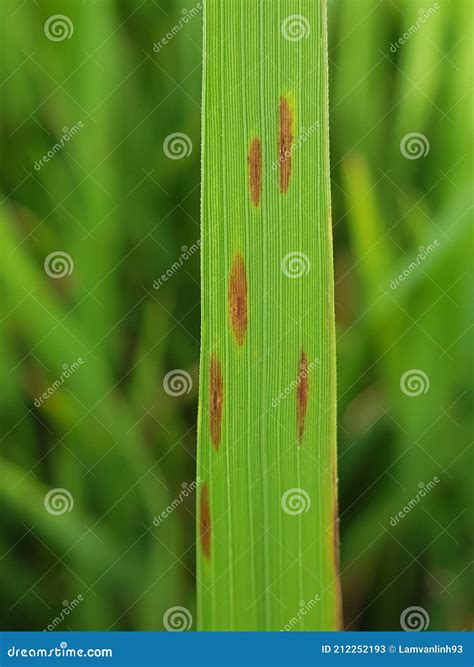 Brown Spot Is A Fungal Disease On Paddy Rice In Viet Nam. Royalty-Free Stock Photo ...