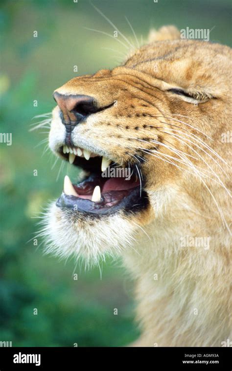 AFRICA A young lioness practising her roar Stock Photo - Alamy