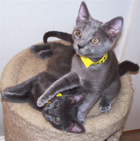 Siamese Cats For Adoption In Florida – Idalias Salon