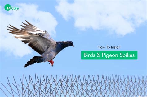 How To Install Birds & Pigeon Spikes - HiCare