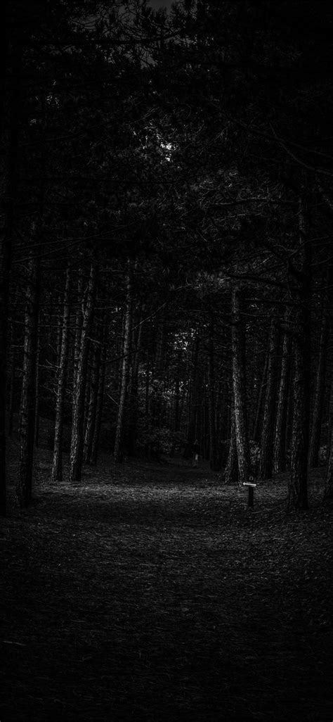 Download Empty Forest iPhone Dark Wallpaper | Wallpapers.com