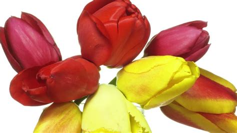 Flowers Tulips Bloom in Slow Stock Footage Video (100% Royalty-free ...