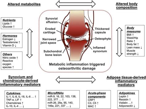 Exercise and Knee Arthritis Pain: The science of why it works.