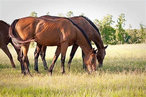 Horse Stallion Day Welcoming Vector, Stallion, Day, Welcoming PNG and ...