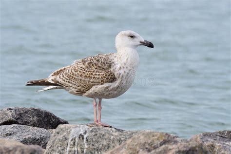 European Herring Gull in Autumn Stock Photo - Image of baltic, beak: 137752594