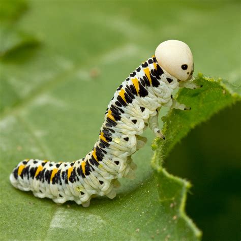 Cimbex quadrimaculatus | Cimbicid Sawfly Larvae eating a lea… | Flickr