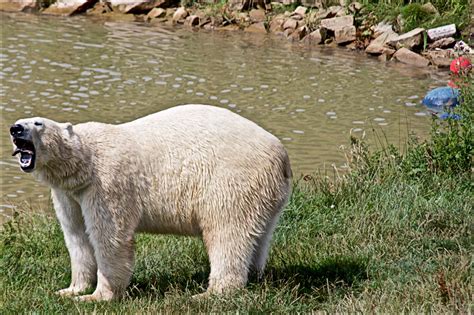 Brian's Blog: Yorkshire Wildlife Park Doncaster July 2017 Part 3