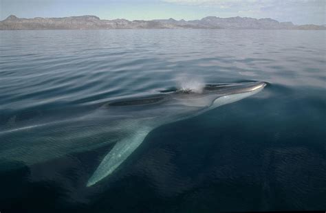 Fin Whale Balaenoptera Physalus Photograph by Flip Nicklin