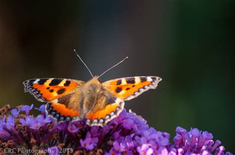 Free Images : nature, flower, live, insect, butterfly, fauna, invertebrate, close up, nectar ...