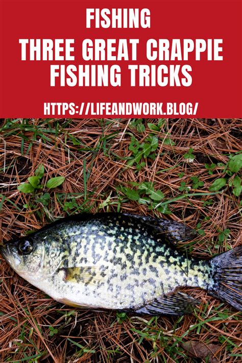 Fishing – Three Great Crappie Fishing Tricks | Crappie fishing tips ...