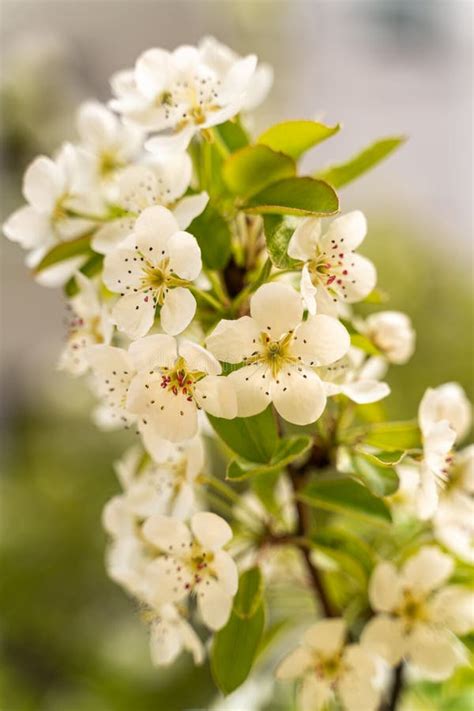 Pear tree blossoms stock photo. Image of blossoms, blooming - 181525236