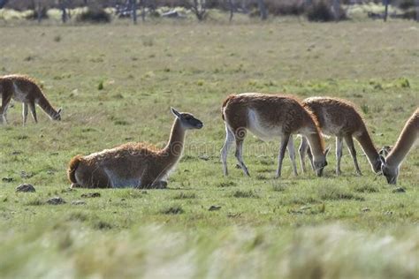 Lama Animal, , In Pampas Grassland Environment, La Pampa Province ...