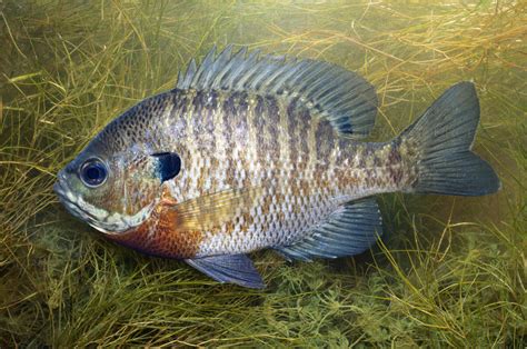 Types Of Bluegill Fish