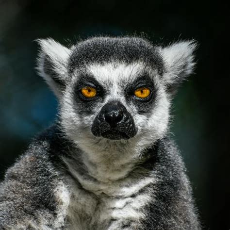 The Animals of the Buffalo Zoo – Anthony Morganti Photography