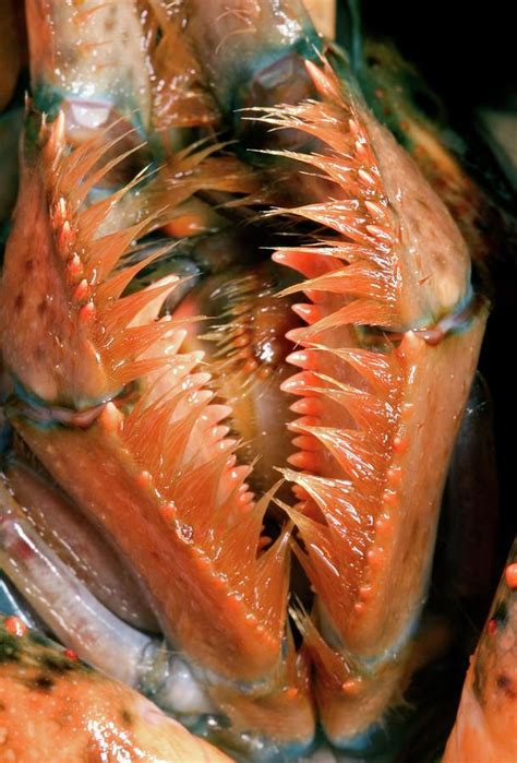 American Lobster Mouth Parts by Paul Whitten | American lobster ...