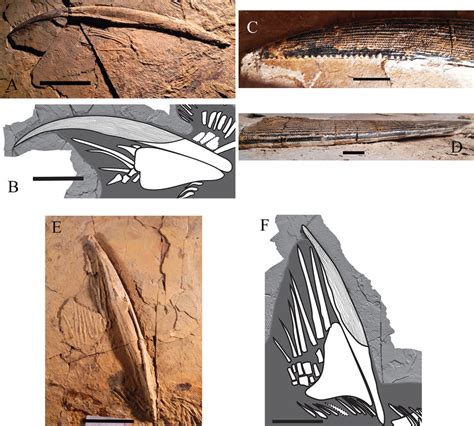 The dorsal fins and dorsal spines of Dracopristis hoffmanorum. A-D, The ...