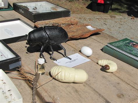 Model of Pine Bark Beetle Life Cycle | Center for Park Research | Flickr