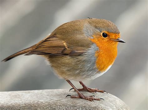 Download Bird Animal Robin Wallpaper