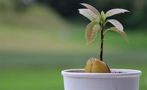 How to Care for Your Avocado Tree in the Winter - AvoSeedo - Grow your own Avocado Tree!