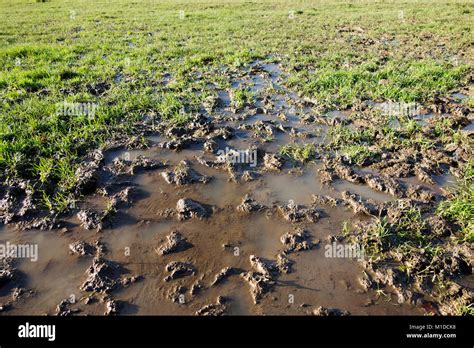 Waterlogged soil hi-res stock photography and images - Alamy