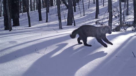 Wisconsin animals photographed by trail cameras