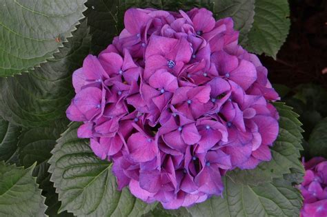 Purple Hydrangea from Bellingrath Gardens. Beautiful! Hydrangea Purple, Hometown, Gardens ...