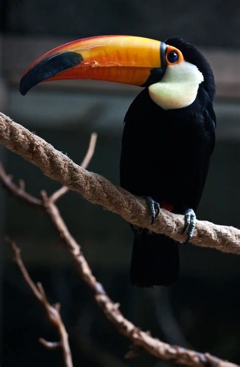 Colorful Toucans - Beautiful Birds