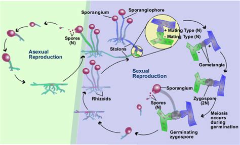 Rhizopus stolonifer - Biota