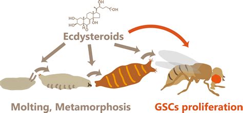 A new role of an insect steroid hormone: The link between mating and ...