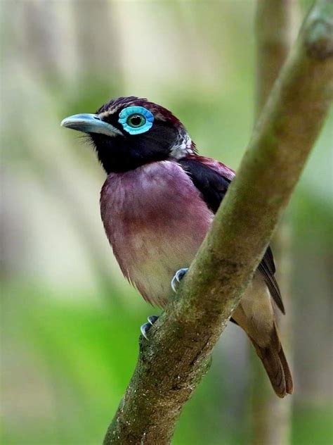 Samarhapvogel (Sarcophanops samarensis; Visayan Wattled Broadbill) in de Filipijnen door Rey Sta ...