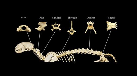 Cat vertebral column | Atlas of Comparative Vertebrate Anatomy