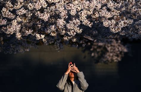 In photos: Washington cherry blossoms reach peak bloom - The Washington ...