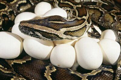 How to Incubate Snake Eggs at Home - Snakes for Pets