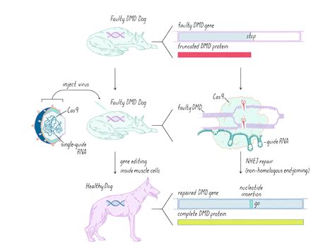 CRISPR-Cas | Genome Editing Revolution | by Rodolphe Barrangou